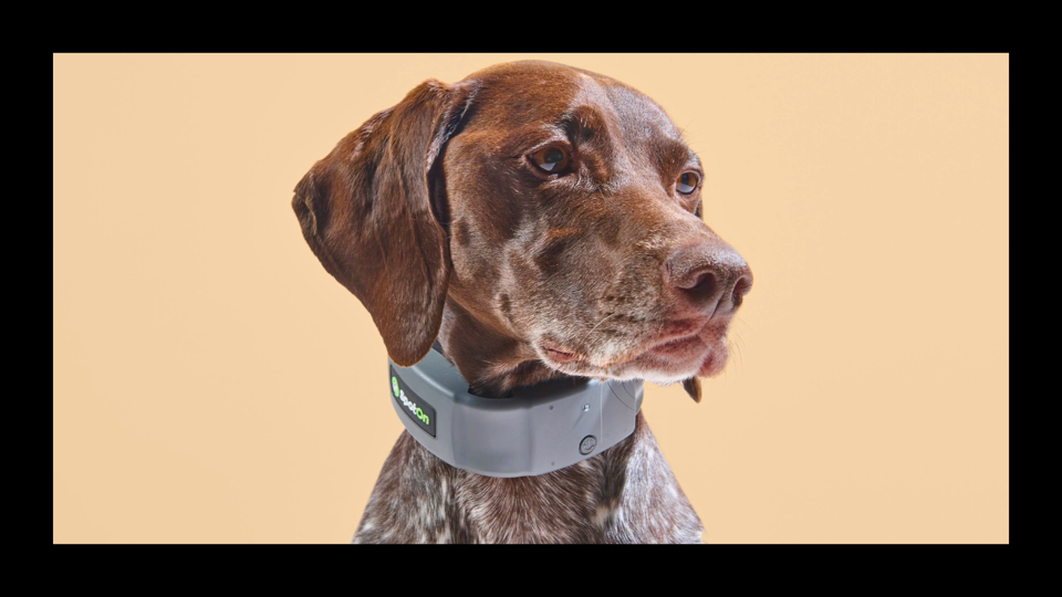 image of medium brown haired dog wearing gray spoton wireless dog fence collar on peach bg